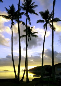 G敗 ǎ|X^[ (͂V[) nC IAt̖閾ƃp[c[ TCY V̖ LN HWI-036A1 (A1 585mm×830mm) { EH[XebJ[ C|X^[