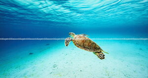 G敗 ǎ|X^[ (͂V[) y㉺2dlz̊CiF gJ̃AIE~KƃGhu[ _CrO isʐ^/OYt LN M-OKN-012X1W(pm