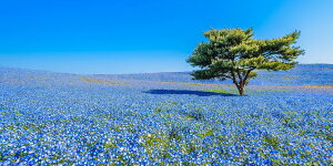 G敗 ǎ|X^[ (͂V[) cЂCl t݂̂͂炵̋u ltB Ԕ LN HTKK-001S1 (pm}S 1152mm×576mm) { EH[XebJ[ C|X^