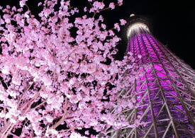 絵画風 壁紙ポスター (はがせるシール式) 東京スカイツリーと夜桜のツーショット ピンクの夜景 さくら キャラクロ TST-011A2 (A2版 594mm×420mm) ＜日本製＞ ウォールステッカー お風呂ポスター