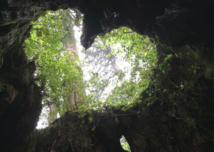 楽天市場 絵画風 壁紙ポスター はがせるシール式 屋久島 ハート型 ウィルソン株 もののけ 神秘的 キャラクロ Yks 004a1 A1版 0mm 585mm 建築用壁紙 耐候性塗料 インテリア レアルインターショップ