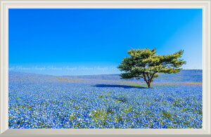 G敗 ǎ|X^[ (͂V[) -̌iF- cЂCl t݂̂͂炵̋u ltB Ԕ yȂdlz LN HTKK-001NW1 (Ch 901mm×585mm) { EH[