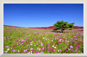 G敗 ǎ|X^[ (͂V[) -̌iF- cЂCl Ĥ݂͂炵̋u RXX RLA Ԕ yȂdlz LN HTKK-002NW2 (Ch 603mm×391mm) { E