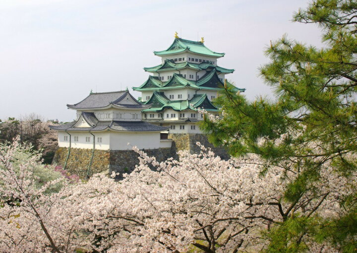 楽天市場 絵画風 壁紙ポスター はがせるシール式 名古屋城 さくら 金鯱城 日本三大名城 キャラクロ Ngj 001a1 A1版 0mm 585mm 建築用壁紙 耐候性塗料 インテリア レアルインターショップ