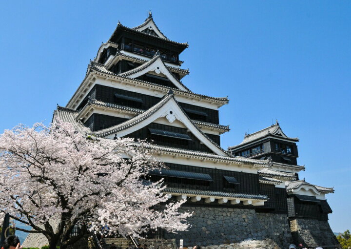 楽天市場 絵画風 壁紙ポスター はがせるシール式 熊本城 さくら 銀杏城 天守閣 武者返し 日本三大名城 お城 キャラクロ Kmj 007a1 A1版 0mm 585mm 建築用壁紙 耐候性塗料 インテリア レアルインターショップ