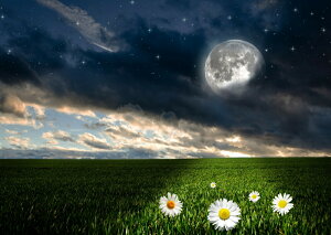 G敗 ǎ|X^[ (͂V[) ̃J~[ƌzIȐ̃X[p[[   [Cg _  LN MON-018A2 (A2 594mm×420mm) { EH[Xeb