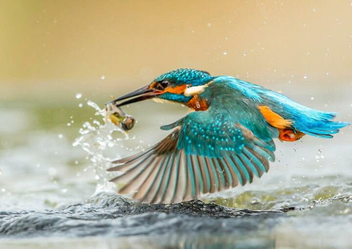 楽天市場 絵画風 壁紙ポスター はがせるシール式 カワセミの水面捕食 翡翠 川せみ ソニドリ 鳥 キャラクロ Bkws 008a1 A1版 0mm 585mm 建築用壁紙 耐候性塗料 インテリア レアルインターショップ