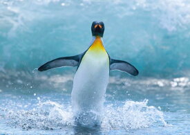 楽天市場 南極 ペンギン 壁紙 装飾フィルム インテリア 寝具 収納 の通販