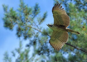 G敗 ǎ|X^[ (͂V[) N}^J p F ^J  Hawk  LN BHWK-003A1 (A1 830mm×585mm) { EH[XebJ[ C|X^[