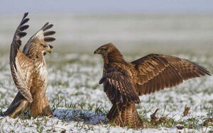 G敗 ǎ|X^[ (͂V[) N}^Ĵ F ^J  Hawk  LN BHWK-004W2 (Ch 603mm×376mm) { EH[XebJ[ C|X^[