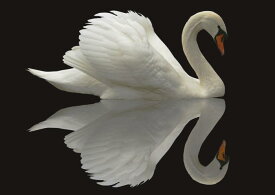 絵画風 壁紙ポスター (はがせるシール式) 白鳥の鏡 ハクチョウの反射 スワン 鳥 キャラクロ BSWN-005A2 (A2版 594mm×420mm) ＜日本製＞ ウォールステッカー お風呂ポスター