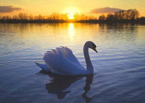 G敗 ǎ|X^[ (͂V[) ̌΂̗[z nN`E X  LN BSWN-008A2 (A2 594mm×420mm) { EH[XebJ[ C|X^[