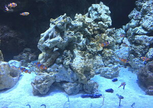 �G�敗 �ǎ��|�X�^�[ (�͂�����V�[����) �N�}�m�~�ƃ`���A�i�S ���� ���킢�� �_�C�r���O �L�����N�� FKMN-001A2 (A2�� 594mm×420mm) �����{���� �E�H�[���X�e�b�J�[ �����C�|�X�^�[