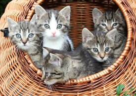 楽天市場 子猫 壁紙の通販