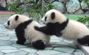 �G�敗 �ǎ��|�X�^�[ (�͂�����V�[����) �Ԃ����p���_�̌Z�� �W���C�A���g�p���_ PANDA �p���_ �L�����N�� PNDA-008W2 (���C�h�� 603mm×376mm) �����{���� �E�H�[���X�e�b�J�[ �����C�|�X�^�[