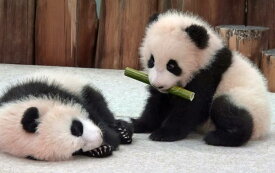 楽天市場 パンダ 壁紙の通販