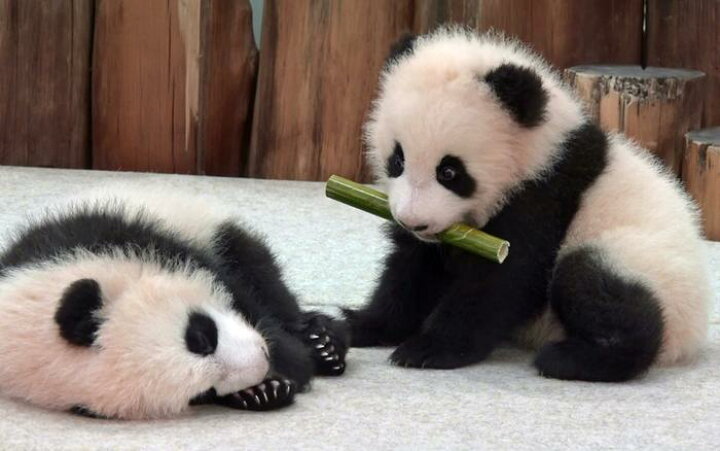 楽天市場 絵画風 壁紙ポスター はがせるシール式 赤ちゃんパンダの兄弟 ジャイアントパンダ Panda パンダ キャラクロ Pnda 009w1 ワイド版 921mm 576mm 日本製 ウォールステッカー お風呂ポスター レアルインターショップ