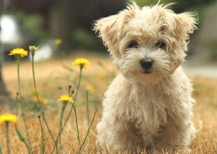 楽天市場 絵画風 壁紙ポスター はがせるシール式 ヨークシャテリア 子犬 ペット イヌ ドッグ 犬 かわいい キャラクロ Pdog 003a2 版 594mm 4mm 建築用壁紙 耐候性塗料 インテリア レアルインターショップ