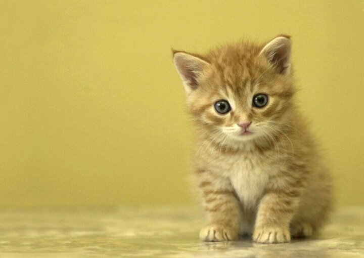 楽天市場 絵画風 壁紙ポスター はがせるシール式 子猫 ペット ネコ おすわり かわいい キャット キャラクロ Pcat 003a1 A1版 0mm 585mm 建築用壁紙 耐候性塗料 インテリア レアルインターショップ