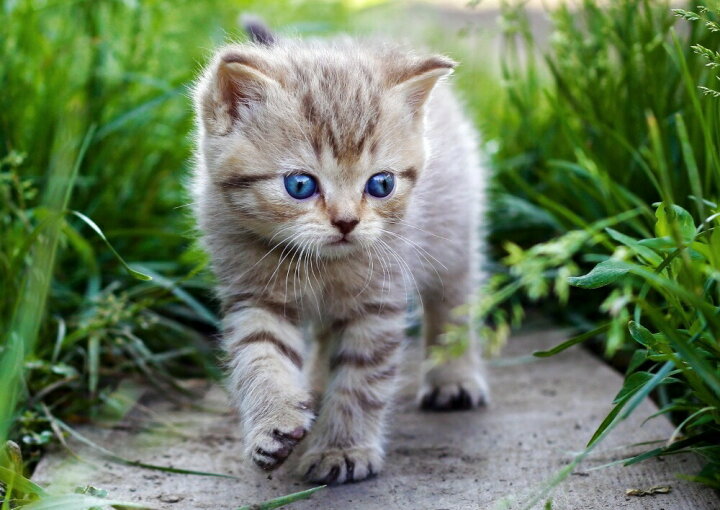 楽天市場 絵画風 壁紙ポスター はがせるシール式 青い目の子猫の散歩 ペット ネコ かわいい キャット キャラクロ Pcat 004a1 A1版 0mm 585mm 建築用壁紙 耐候性塗料 インテリア レアルインターショップ