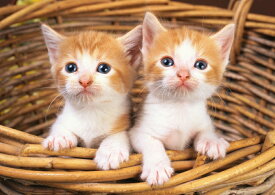 楽天市場 子猫 壁紙の通販