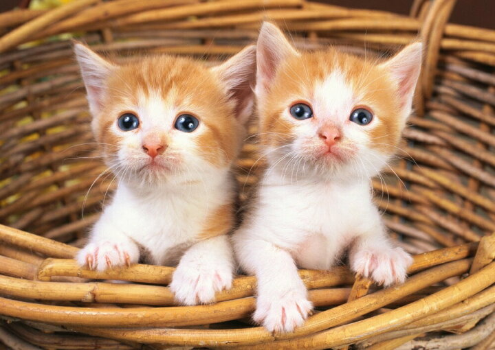 楽天市場 絵画風 壁紙ポスター はがせるシール式 カゴの中の2匹の子猫 ペット ネコ かわいい キャット キャラクロ Pcat 005a2 版 594mm 4mm 建築用壁紙 耐候性塗料 インテリア レアルインターショップ