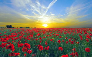 G敗 ǎ|X^[ (͂V[) z𗁂тʂ̋l qiQV |s[ ̏o Ă Ԕ LN FLGD-013W2 (Ch 603mm×376mm) { EH[XebJ[ C