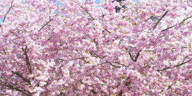 絵画風 壁紙ポスター (はがせるシール式) 満開のさくら 桜の景色 八重桜 サクラ 開花 お花見 パノラマ キャラクロ FSKR-013S1 (1152mm×576mm) ＜日本製＞ ウォールステッカー お風呂ポスター