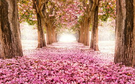 楽天市場 桜 壁紙 壁紙 装飾フィルム インテリア 寝具 収納の通販