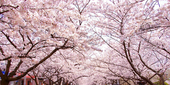 楽天市場 絵画風 壁紙ポスター はがせるシール式 さくらの開花 春の景色 桜の木 サクラ 八重桜 ソメイヨシノ キャラクロ Fskr 025s1 1152mm 576mm 日本製 ウォールステッカー お風呂ポスター レアルインターショップ