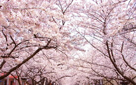 絵画風 壁紙ポスター (はがせるシール式) さくらの開花 春の景色 桜の木 サクラ 八重桜 ソメイヨシノ キャラクロ FSKR-025W2 (ワイド版 603mm×376mm) ＜日本製＞ ウォールステッカー お風呂ポスター