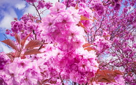 楽天市場 桜 壁紙 壁紙 装飾フィルム インテリア 寝具 収納の通販