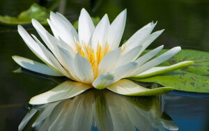 �G�敗 �ǎ��|�X�^�[ (�͂�����V�[����) �X�C���� ���U�L�X�C���� ���@ �q�c�W�O�T ���� �L�����N�� FSRN-001W2 (���C�h�� 603mm×376mm) �����{���� �E�H�[���X�e�b�J�[ �����C�|�X�^�[