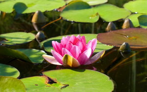 �G�敗 �ǎ��|�X�^�[ (�͂�����V�[����) �X�C���� �s���N ���уX�C���� �q�c�W�O�T ���@ �L�����N�� FSRN-008W2 (���C�h�� 603mm×376mm) �����{���� �E�H�[���X�e�b�J�[ �����C�|�X�^�[