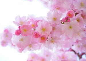 絵画風 壁紙ポスター (はがせるシール式) さくら 桜 八重桜 イチヨウ フゲンソウ サクラ 開花 春 キャラクロ FSKR-001A1 (A1版 830mm×585mm) <日本製> ウォールステッカー お風呂ポスター