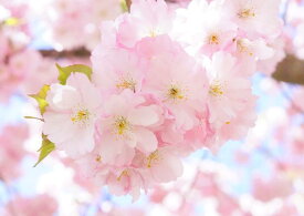 楽天市場 壁紙 シール 桜の通販