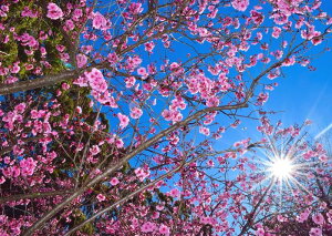 絵画風 壁紙ポスター (はがせるシール式) さくら 桜 八重桜 イチヨウ カンザン コブクザクラ 日光 サクラ 開花 春 キャラクロ FSKR-012A2 (A2版 594mm×420mm) <日本製> ウォールステッカー お風呂