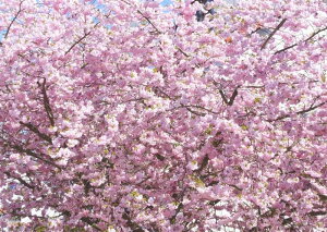 絵画風 壁紙ポスター (はがせるシール式) さくら 桜 八重桜 イチヨウ カンザン コブクザクラ サクラ 開花 春 キャラクロ FSKR-013A2 (A2版 594mm×420mm) <日本製> ウォールステッカー お風呂ポスタ