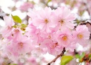 絵画風 壁紙ポスター (はがせるシール式) さくら 桜 八重桜 イチヨウ フゲンソウ サクラ 開花 春 キャラクロ FSKR-019A1 (A1版 830mm×585mm) <日本製> ウォールステッカー お風呂ポスター