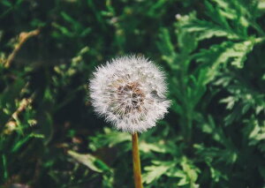 G敗 ǎ|X^[ (͂V[) ^||̉ p cd~OT ۑ tai ^i  LN FTPP-001A1 (A1 830mm×585mm) { EH[XebJ[ C|X^[