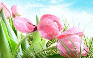G敗 ǎ|X^[ (͂V[) sÑ`[bv t T 񂱂  LN FTLP-003W2 (Ch 603mm×376mm) { EH[XebJ[ C|X^[