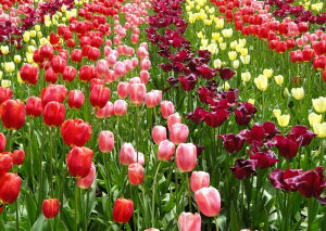 G敗 ǎ|X^[ (͂V[) `[bvEK[f `[bv  sN  C  LN FTLP-004A2 (A2 594mm×420mm) { EH[XebJ[ C|X^