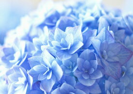楽天市場 あじさい アジサイ 紫陽花 壁紙 壁紙 装飾フィルム インテリア 寝具 収納の通販