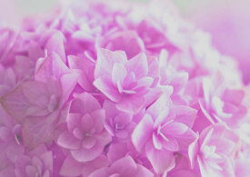 楽天市場 紫陽花ガクアジサイの通販