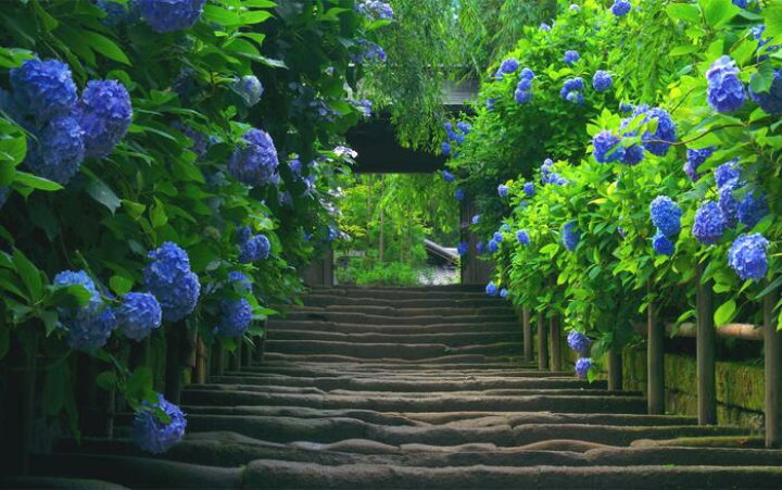 楽天市場 絵画風 壁紙ポスター はがせるシール式 あじさい寺 鎌倉 明月院 紫陽花の門 アジサイ 花 キャラクロ Fajs 007w2 ワイド版 603mm 376mm 日本製 ウォールステッカー お風呂ポスター レアルインターショップ