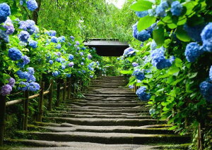 G敗 ǎ|X^[ (͂V[)  q @ AWTC  LN FAJS-008A2 (A2 594mm×420mm) { EH[XebJ[ C|X^[