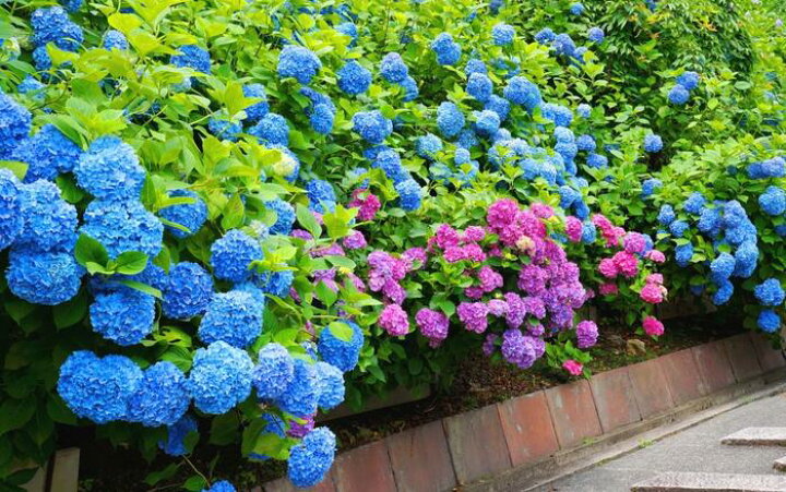 楽天市場 絵画風 壁紙ポスター はがせるシール式 アジサイ 紫陽花 善峯寺 京都洛西のあじさいの名所 花 キャラクロ Fajs 010w2 ワイド版 603mm 376mm 建築用壁紙 耐候性塗料 インテリア レアルインターショップ