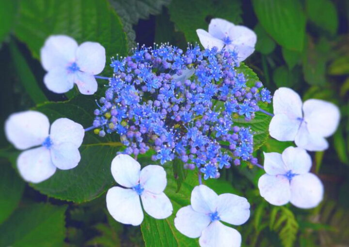 楽天市場 絵画風 壁紙ポスター はがせるシール式 アジサイ 紫陽花 観音崎 横須賀 あじさい 花 キャラクロ Fajs 011a1 A1版 0mm 585mm 建築用壁紙 耐候性塗料 インテリア レアルインターショップ