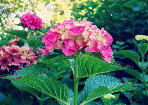 G敗 ǎ|X^[ (͂V[) AWTC sN̉   LN FAJS-012A2 (A2 594mm×420mm) { EH[XebJ[ C|X^[