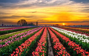 G敗 ǎ|X^[ (͂V[) [Ẵ`[bv TZbg `[bv K[f Ԕ [z LN FLGD-003W1 (Ch 921mm×576mm) { EH[XebJ[ 